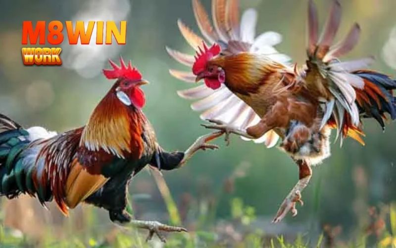 mẹo vần gà đá có lực